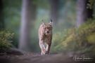 Spaziergang im Wald de Andreas Trächslin