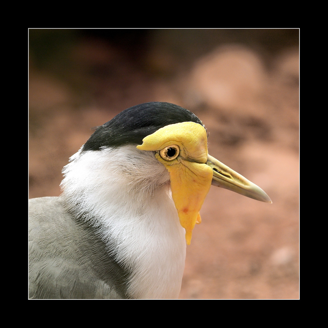 _3180081 AVIFAUNA