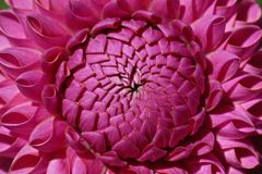 3180....dahlia de mon coeur