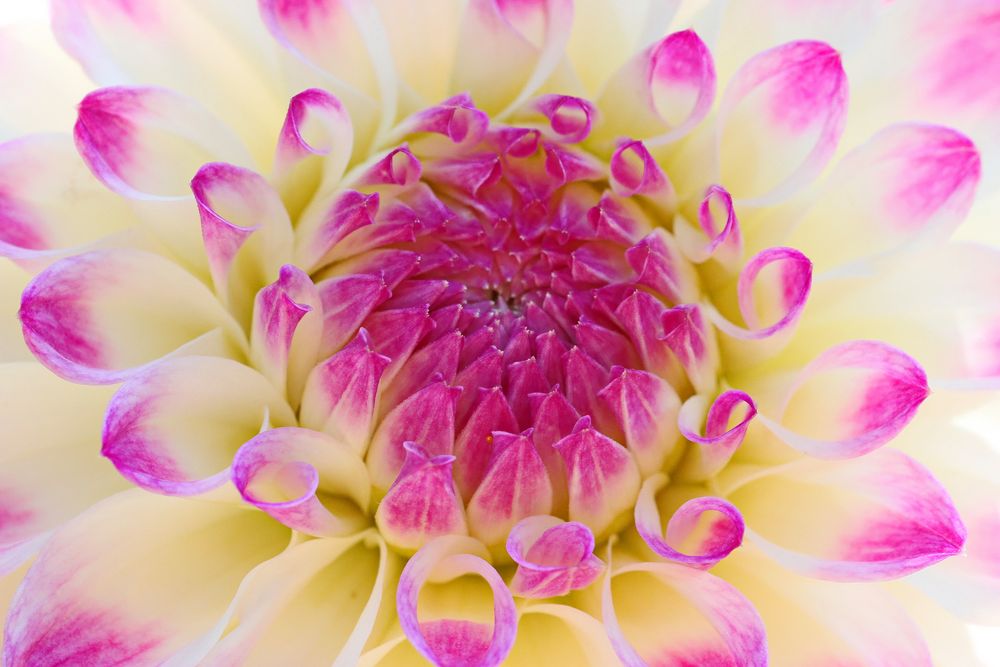 3181....dahlia