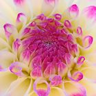 3181....dahlia