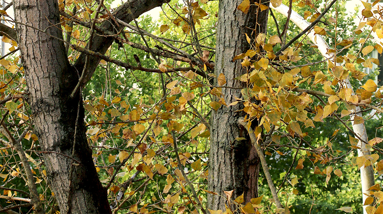 31.8.2017: Der Herbst kriegt langsam den Bogen raus.