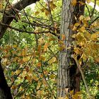 31.8.2017: Der Herbst kriegt langsam den Bogen raus.