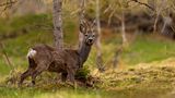 6er Rehbock von A. Lötscher -Bergjäger-