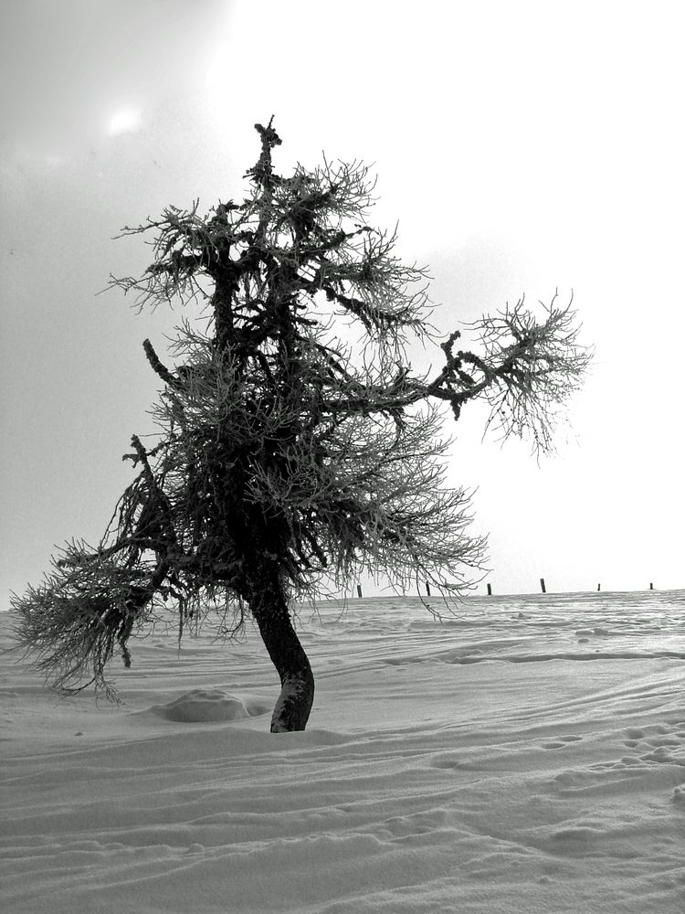 tanzender Baum Bild & Foto von Hans Blatnik aus 01 Winterbäume in s/w Fotografie (37472384