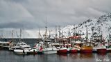 Port de pêche près du Cap Nord de jonquille80