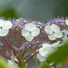 31_Natur