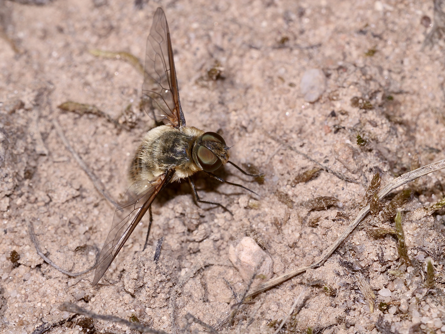 (32) "Beifang" aus der Wildbienenkolonie in Neukappl/Opf., Sommer 2019