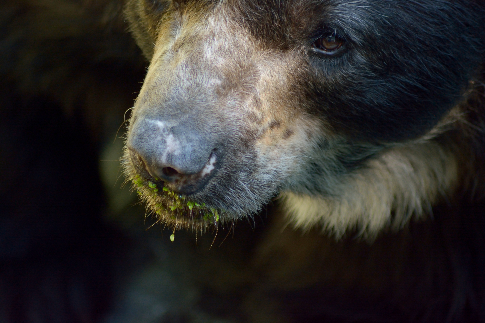 3.2 Brillebbär Zoo Duisburg 2016