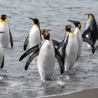 3209T Südgeorgien  St. Andrews Bay  Königspinguine kommen aus dem Wasser