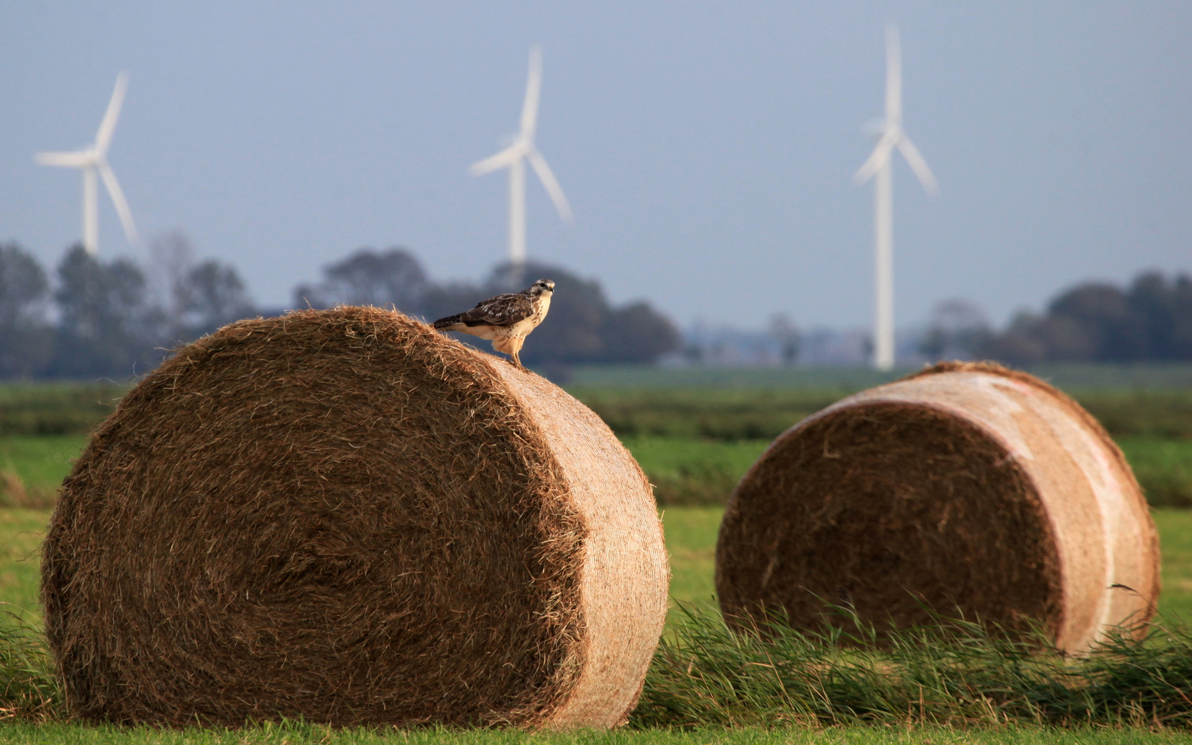 3..2..1 :     3 Windräder, 2 Strohballen, 1 Bussard