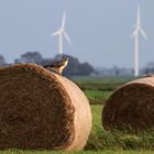 3..2..1 :     3 Windräder, 2 Strohballen, 1 Bussard