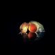 Physalis2