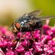 Fliege auf roter Engelwurz