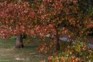 COULEURS D'AUTOMNE (suite) de Josiane64 