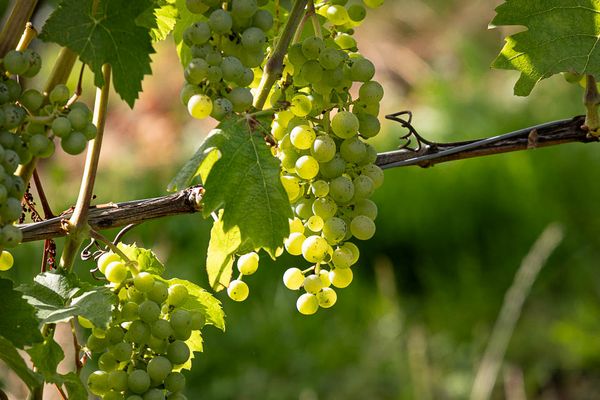 32/52 Bis zur Lese dauert es noch