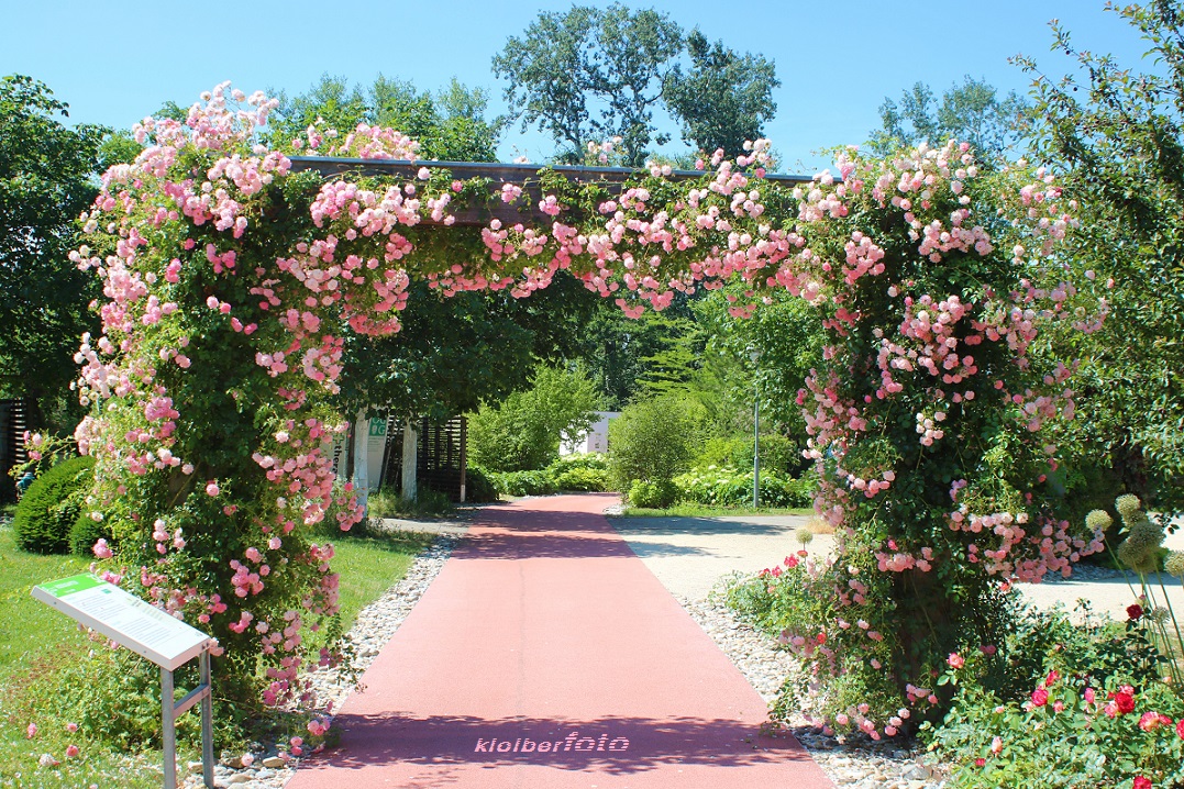 (326) blumen sind das lächeln der erde