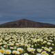 Lanzarote