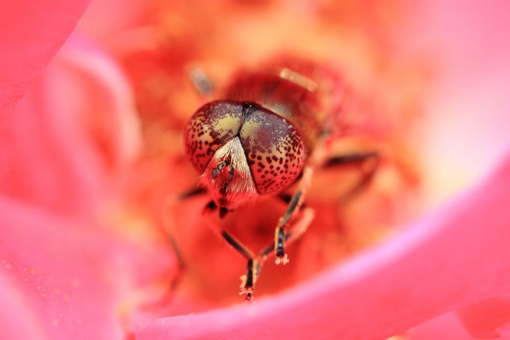 Portrait in Pink von Julian Ef 