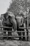 Friendship as strong as an elephant's bond by Diane Faenza