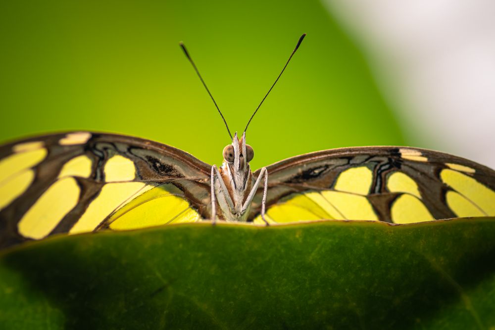 Hallo Frühling von Martin Gebhardt