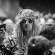 Gesichter, Abstecher nach Woodstock