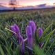 CROCUS NEGLECTUS