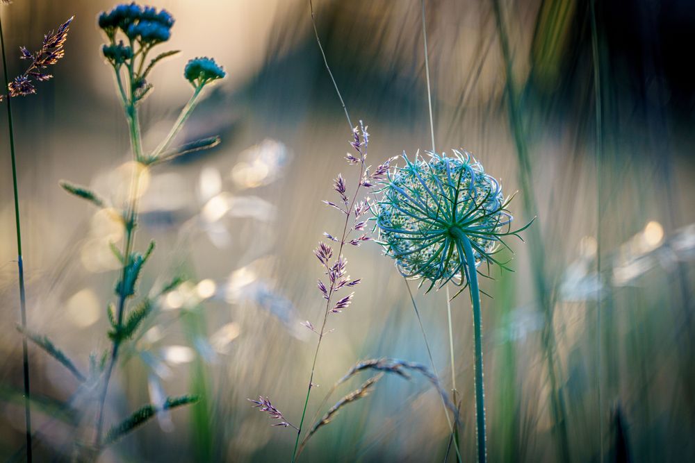 in der Wiese von Dieter_R