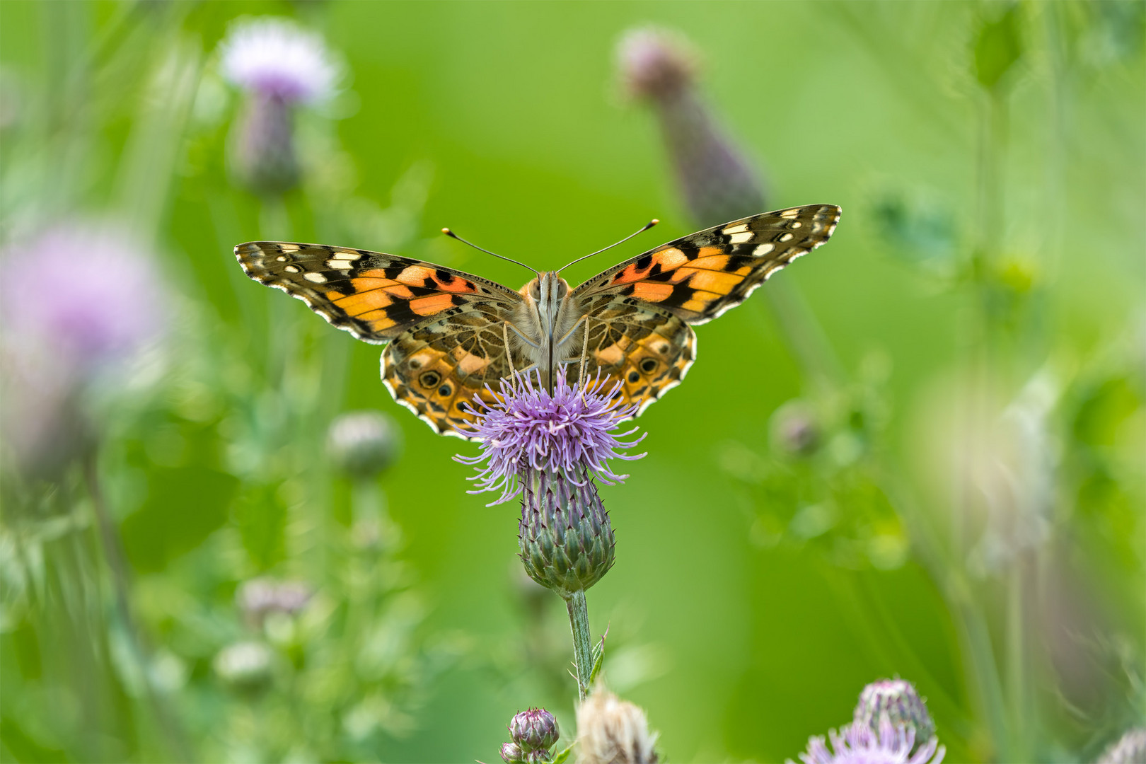 32_Natur