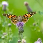 32_Natur