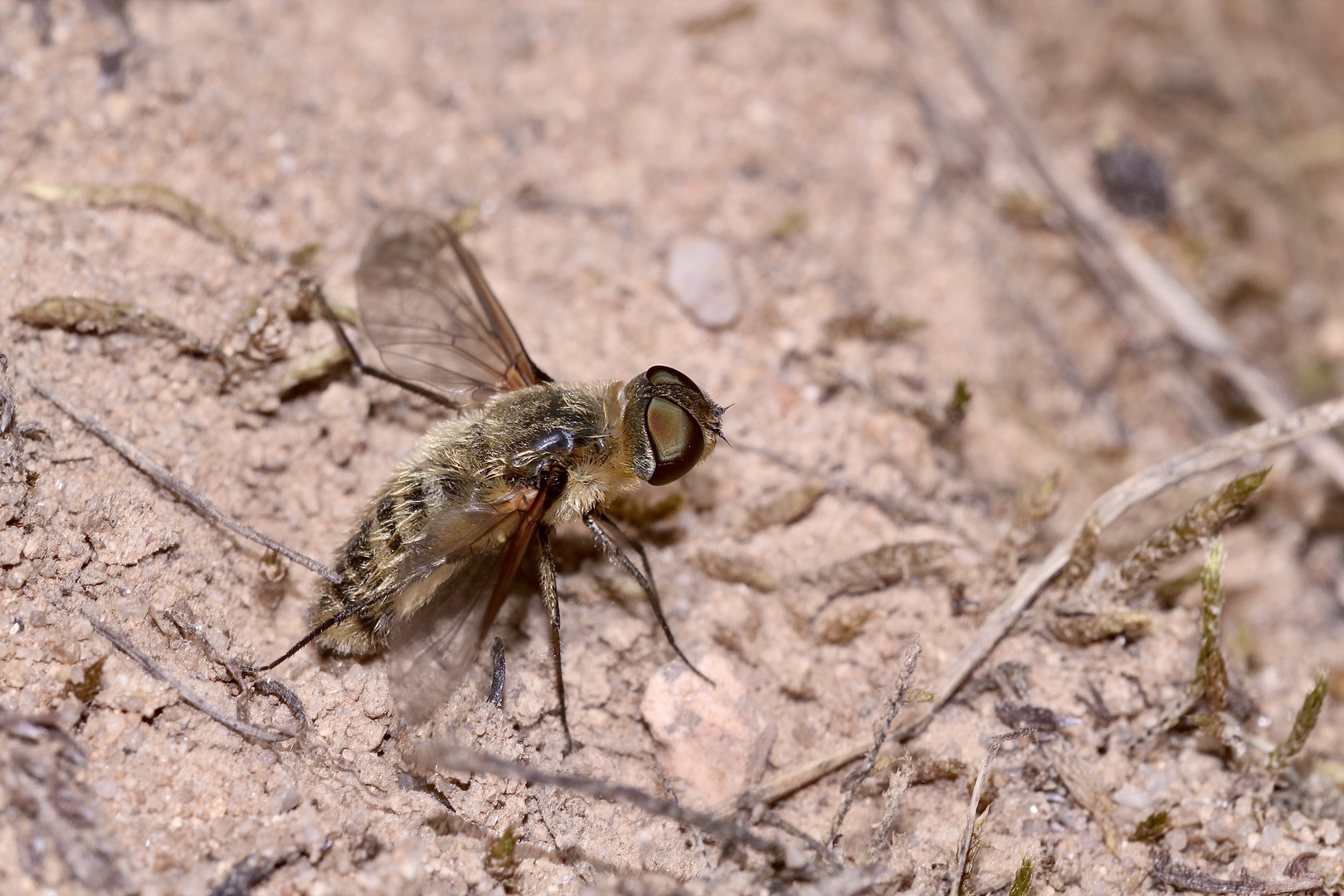 (33) "Beifang" aus der Wildbienenkolonie in Neukappl/Opf., Sommer 2019