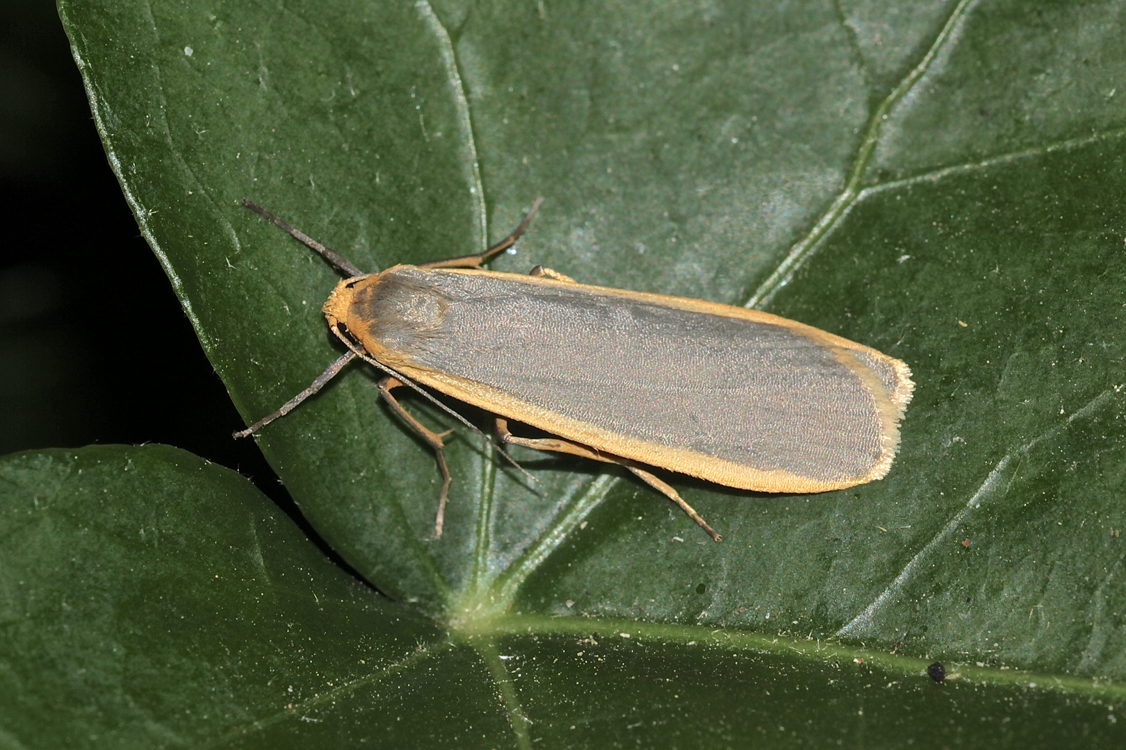 (3/3) Das GrauleibFlechtenbärchen (Eilema lurideola) Foto & Bild