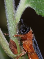 (3/3) Der Rothalsige Weidenbock oder Linienbock (Oberea oculata) ...