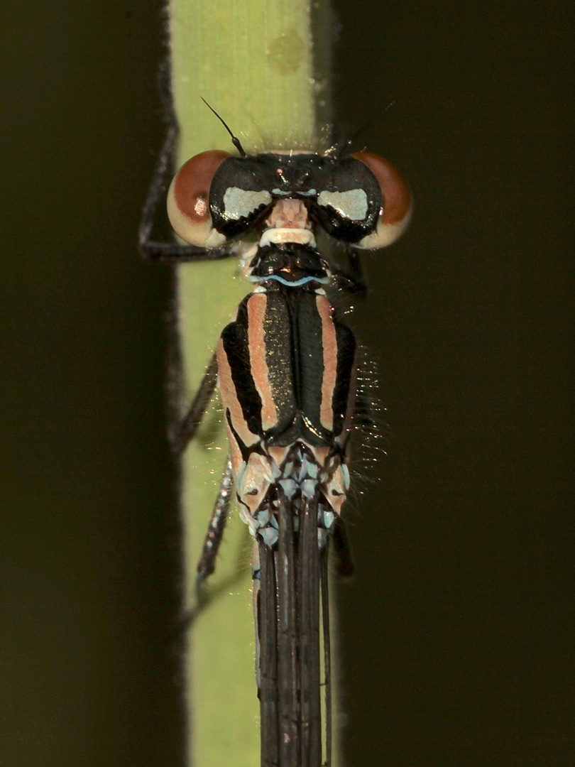 (3/3) Ein noch nicht ausgefärbtes Männchen der Hufeisen-Azurjungfer (Coenagrion puella)