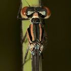 (3/3) Ein noch nicht ausgefärbtes Männchen der Hufeisen-Azurjungfer (Coenagrion puella)