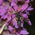 (3/3) Eine Kegelbiene (Gattung Coelioxys). Aber welche Art???***