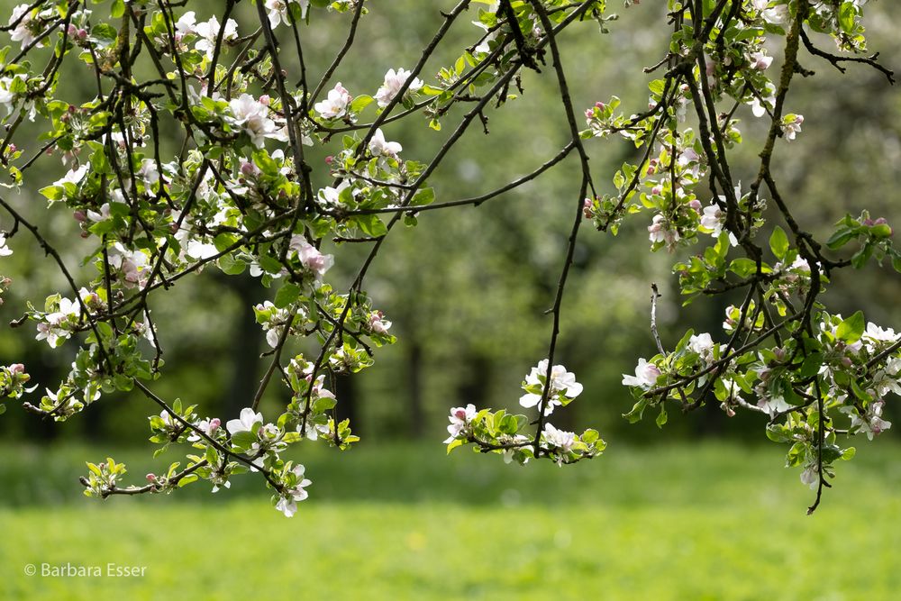 33-Früchtchentour entlang von Streuobstwiesen