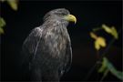 Seeadler-Portrait de Klaus Huppertz