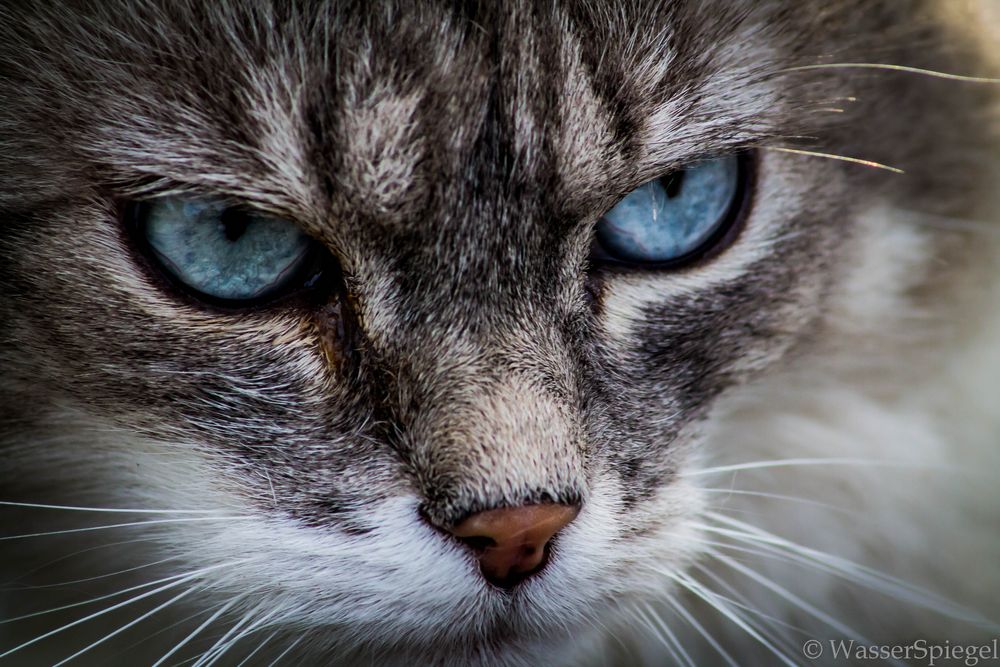 Blue eyed cat-2 von Benjamin Hennig - WasserSpiegel