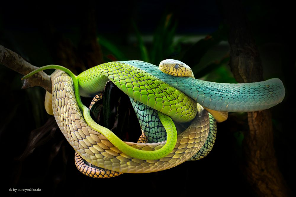 33189 Foto & Bild | natur, schlangen, terrazoo rheinberg Bilder auf