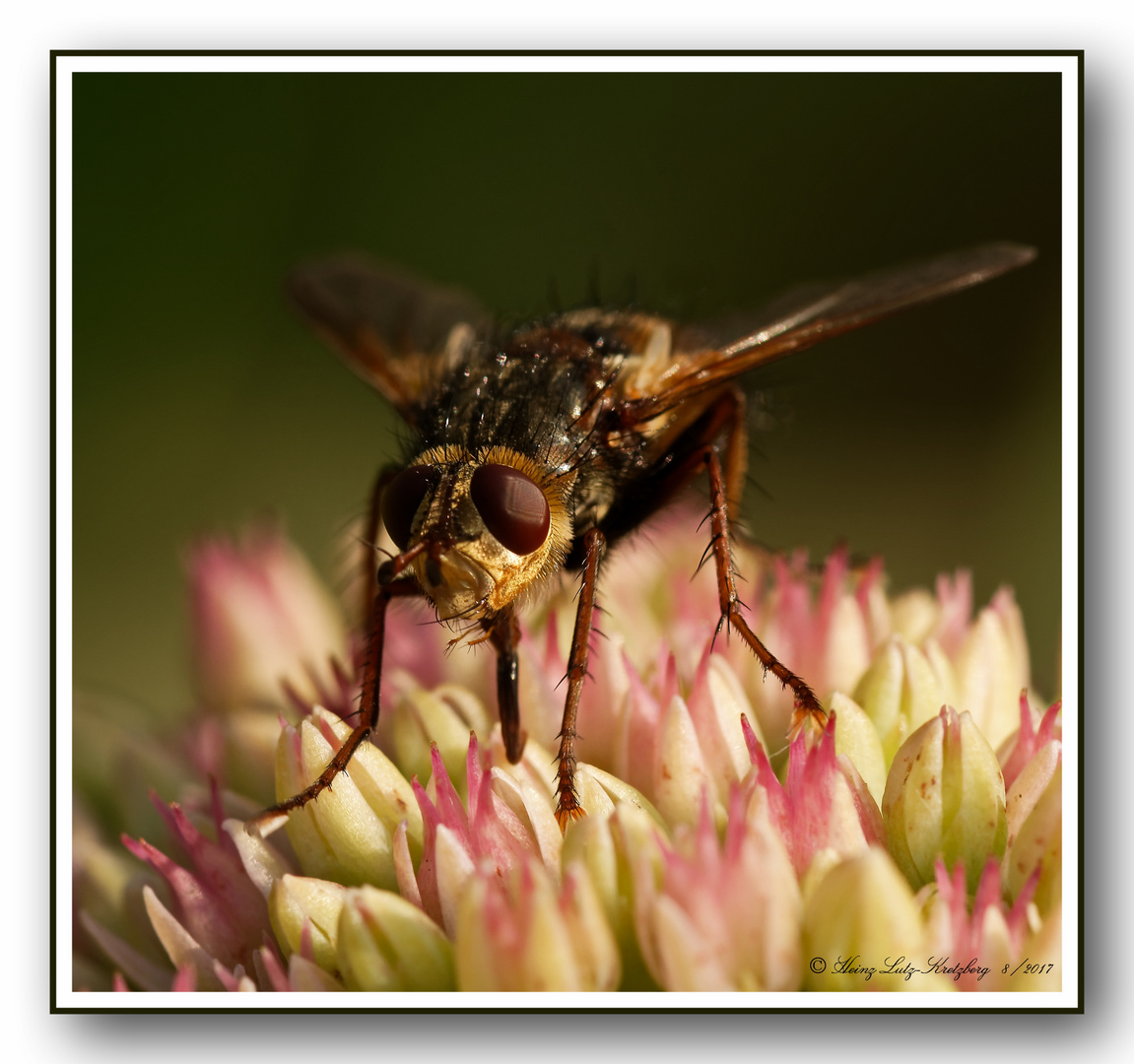 _3320_behaarte Schwebfliege