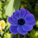 Blauer Mohn