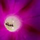 Ameise in Prunkwinde nascht Pollen