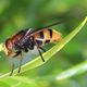 Syrphidae