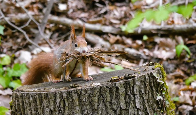 33/52   der kleine Waldkobold