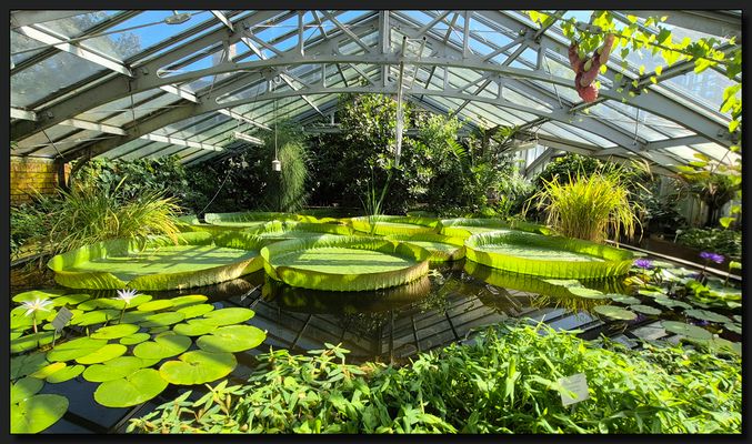 ...33/52...GroßBlättrig...