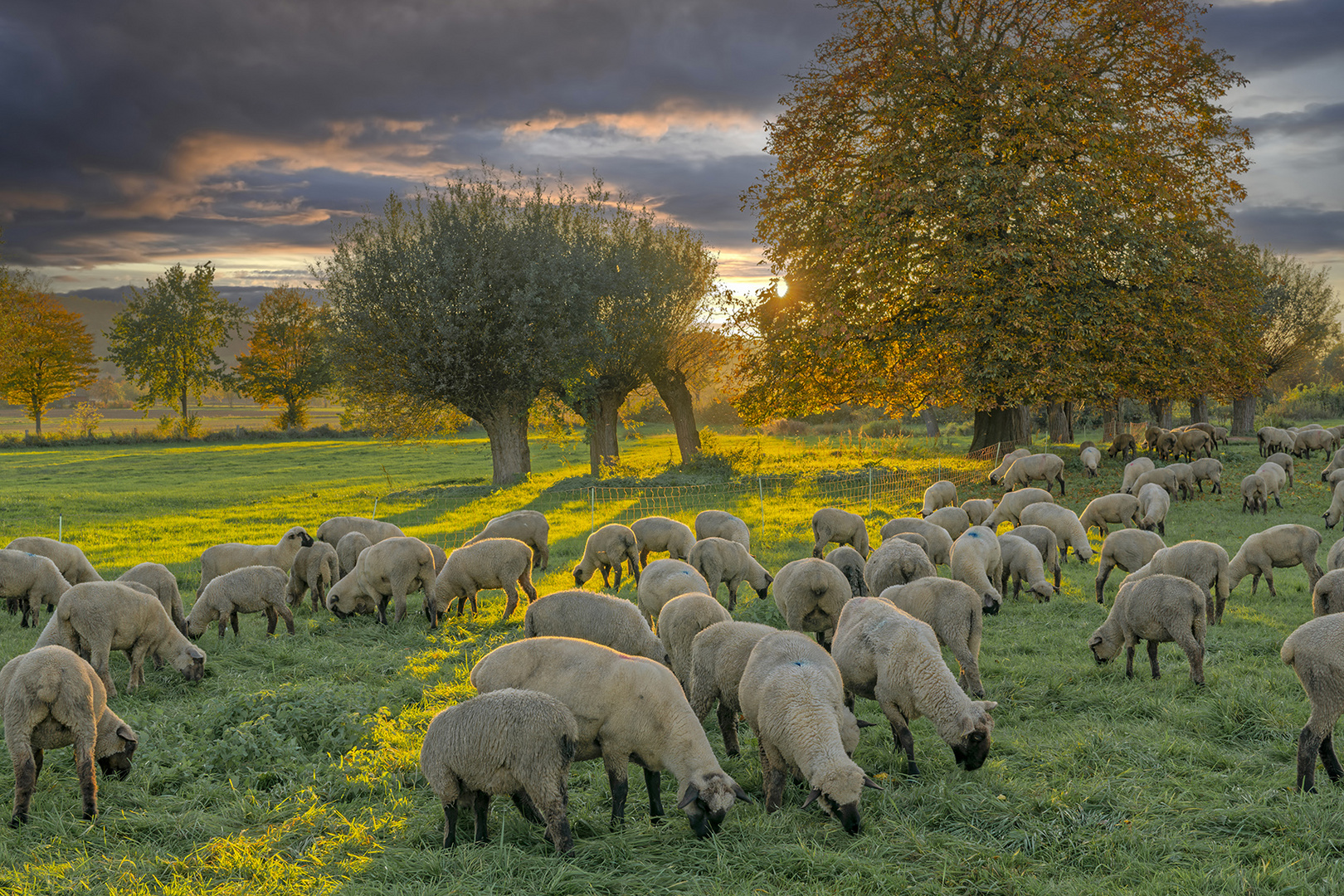 3361SB Schafherde am Weinberg Abendlicht