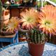 Echinopsis hybr Uranus 