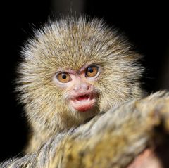 3365 coiffé avec un pétard