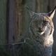 Luchs